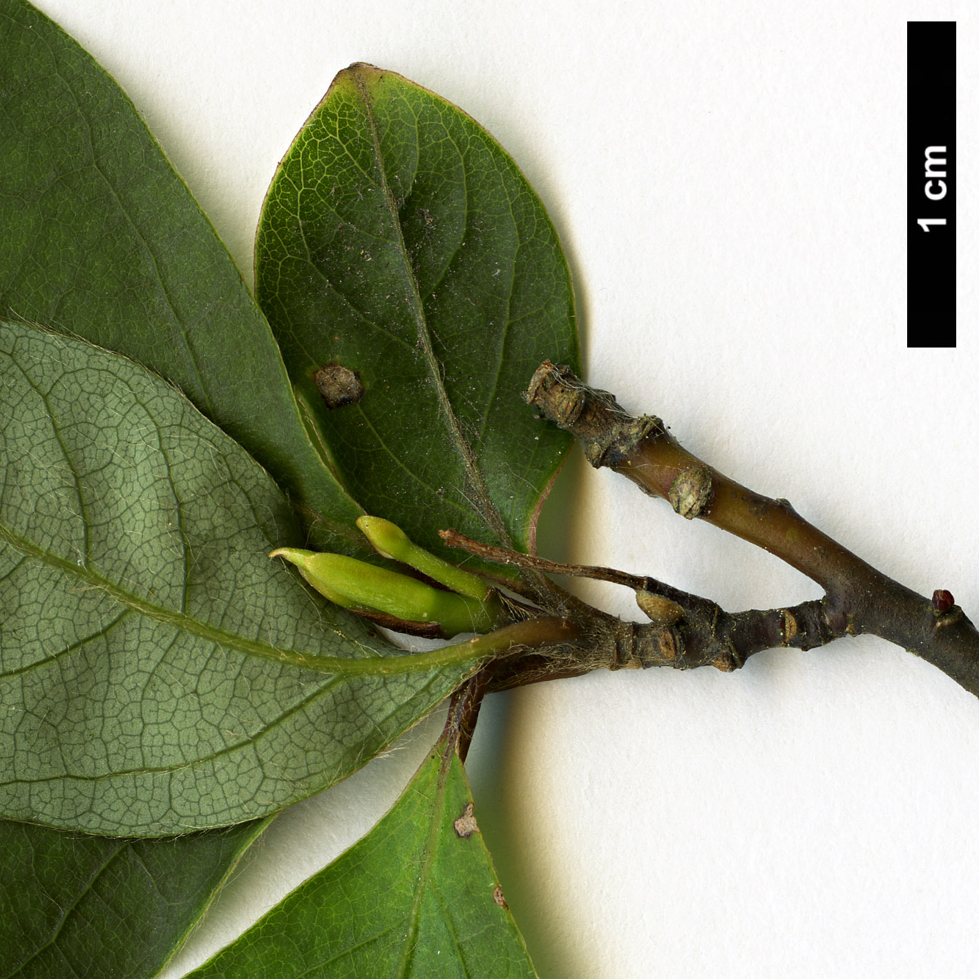 High resolution image: Family: Lauraceae - Genus: Lindera - Taxon: umbellata - SpeciesSub: var. lancea